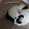 meowziez